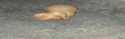 Dachshund dogs for sale: Dachshund puppies  - Advert 20