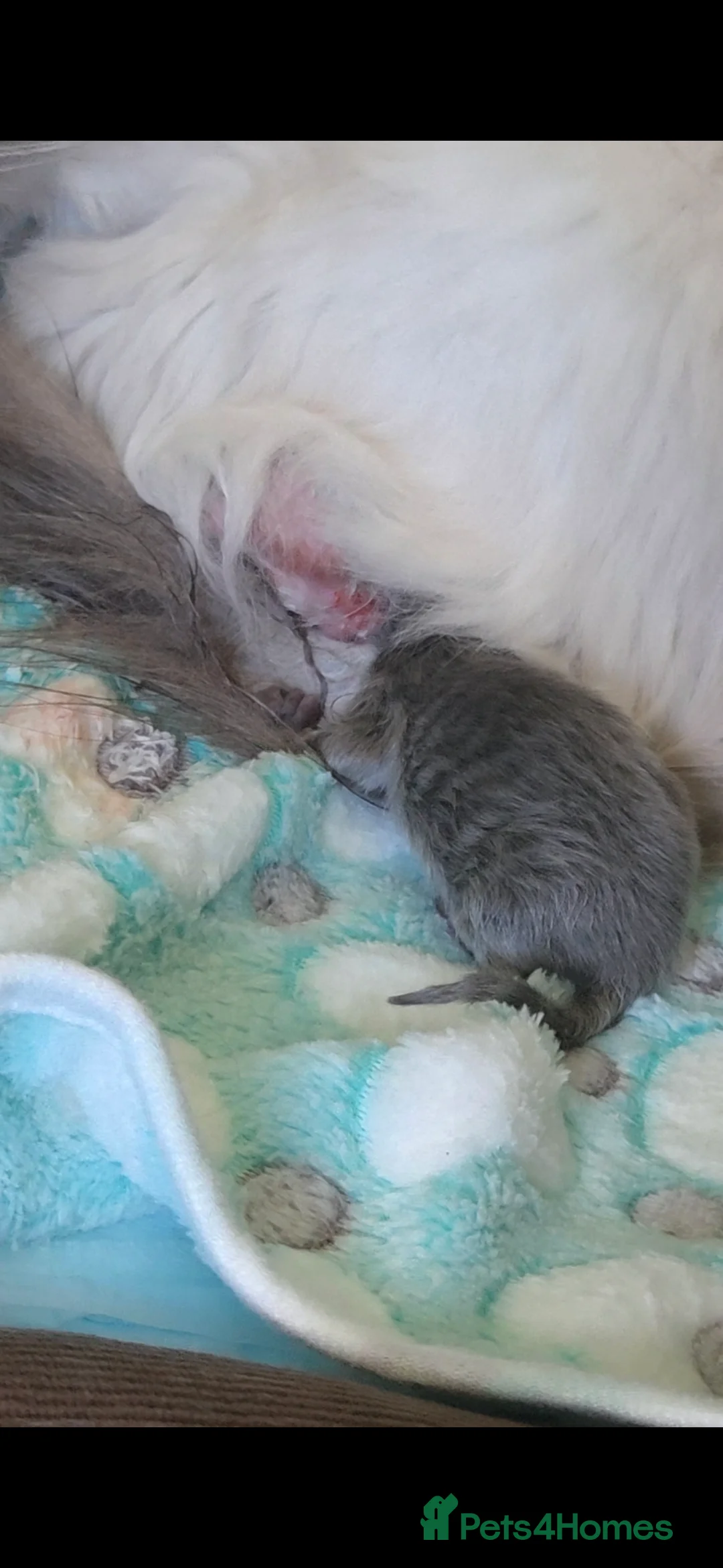 Ragdoll cats for sale: 3 Rare solid ragdoll kittens - Advert 2