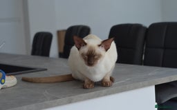 Siamese cats for sale: 🧬F1 BENAMESE KITTENS🧬 1 LITTLE BOY LEFT - Image 15
