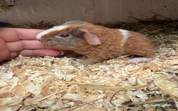Guinea Pig rodents for sale: Teddy guinea pigs  - Image 4