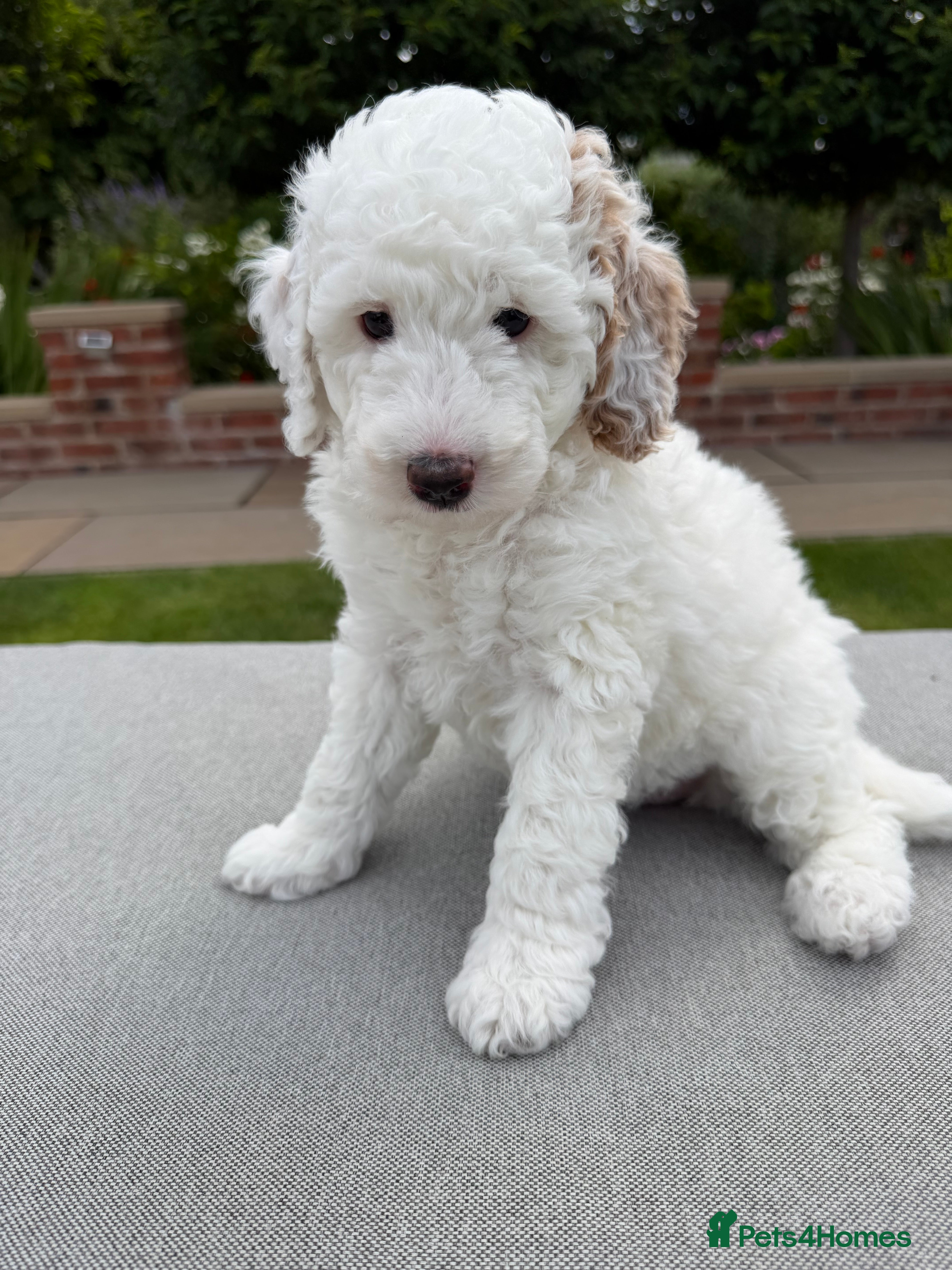 Australian Labradoodle dogs Miniature Australian Labradoodle Puppies  - Advert 2