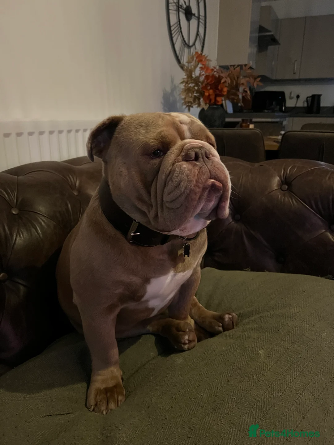 Mixed Breed dogs for sale: Odie - Olde english bulldog  - Advert 8