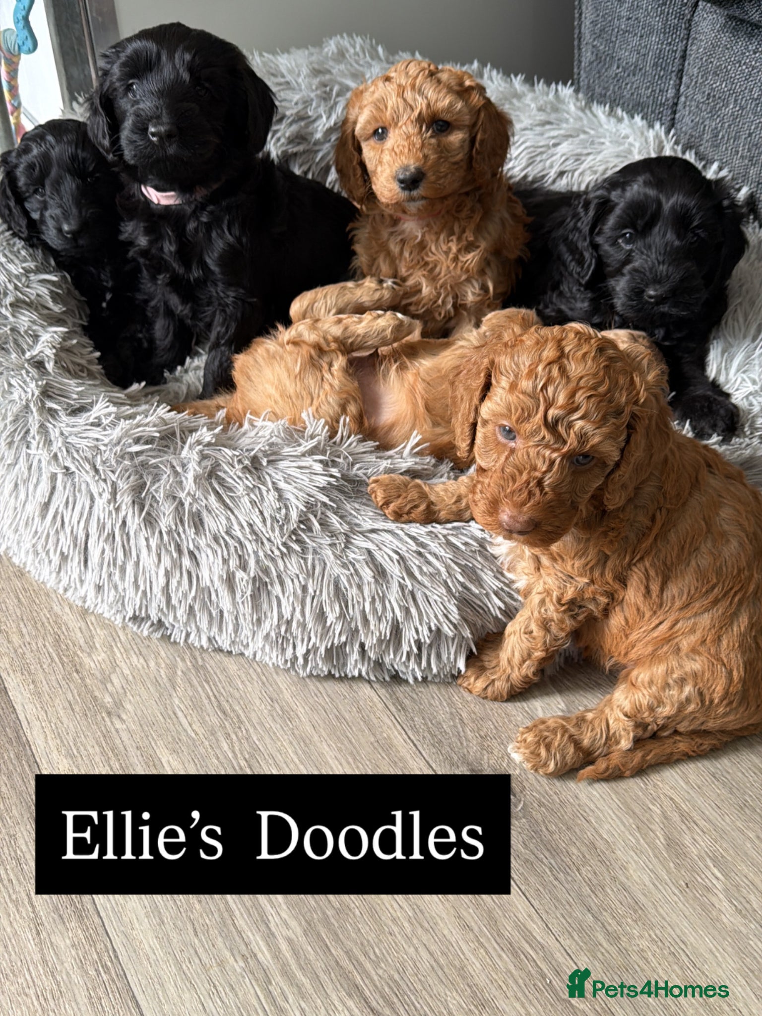 Australian Labradoodle dogs Multigen Australian Labradoodle Pups  - Advert 17