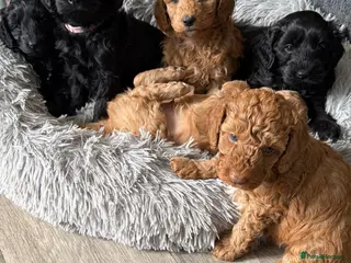 Australian Labradoodle dogs Multigen Australian Labradoodle Pups - Advert 2