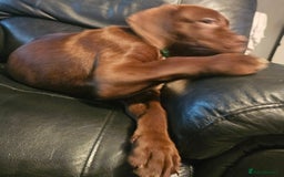 Mastiff dogs for sale: Mastiff Hybrids  - Image 18