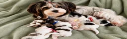 Biewer Terrier dogs for sale: Quality Rare Biewer Yorkie puppies\DNA\Pedigree  - Advert 29