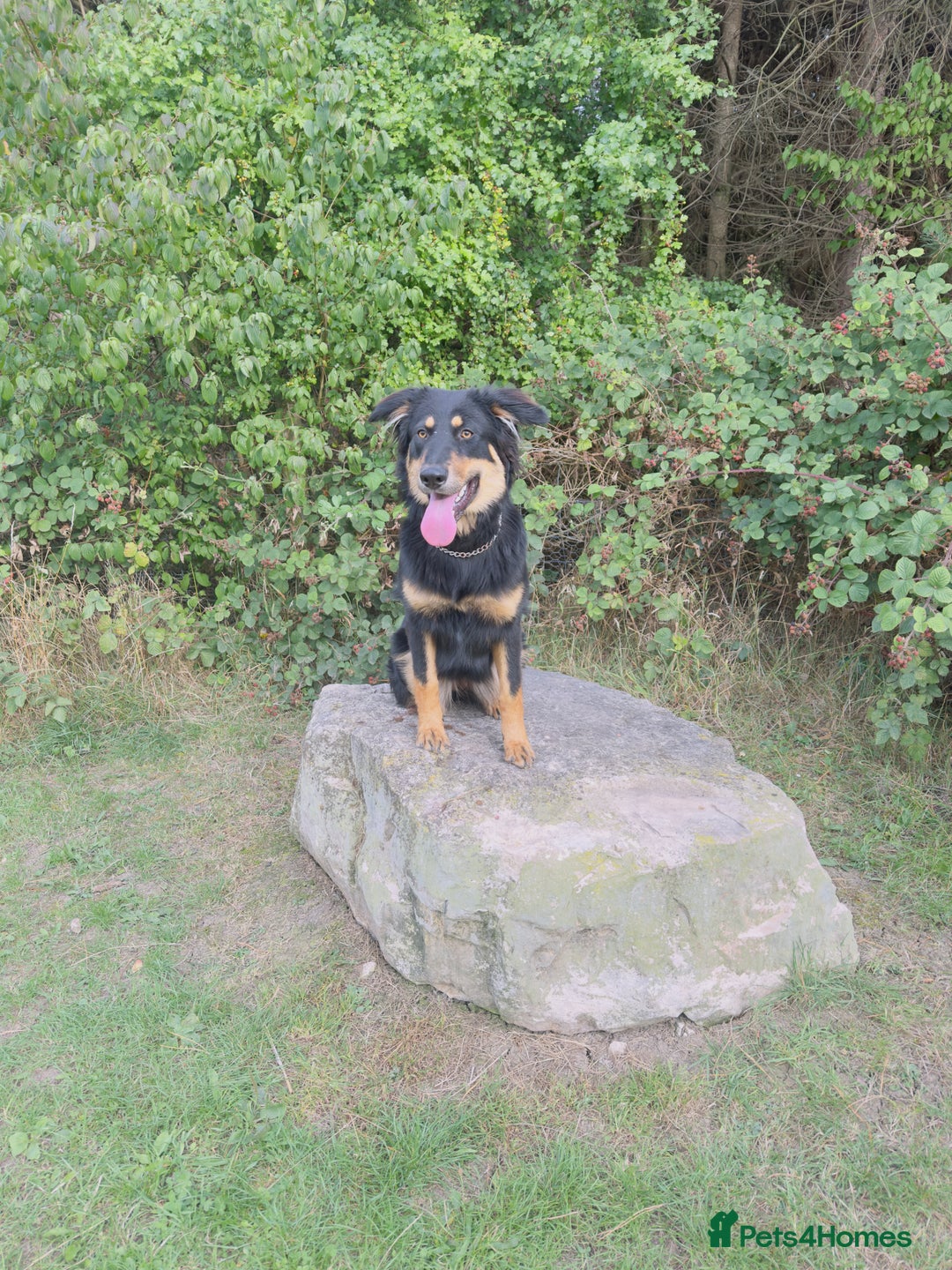 Mixed Breed dogs for sale: Female German shepherd cross - Advert 3