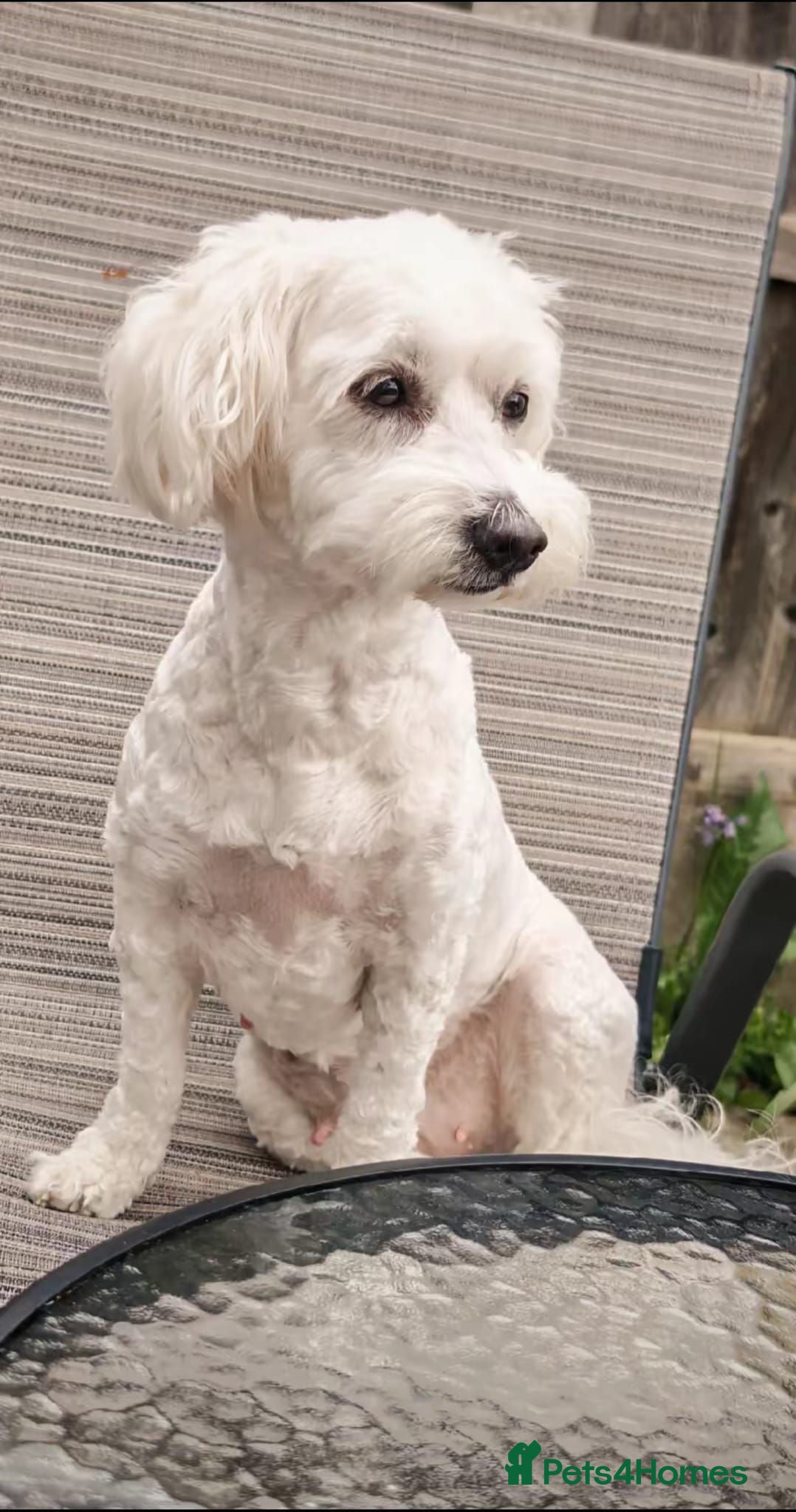 Bichon Frise dogs for sale: Bichon Freeze  - Advert 1
