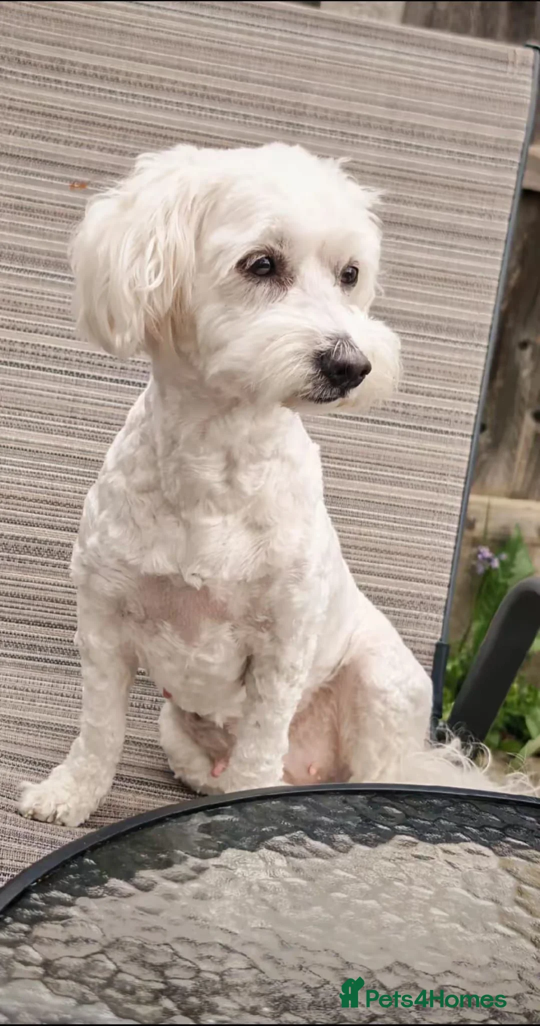 Bichon Frise dogs for sale: Bichon Freeze  - Advert 1