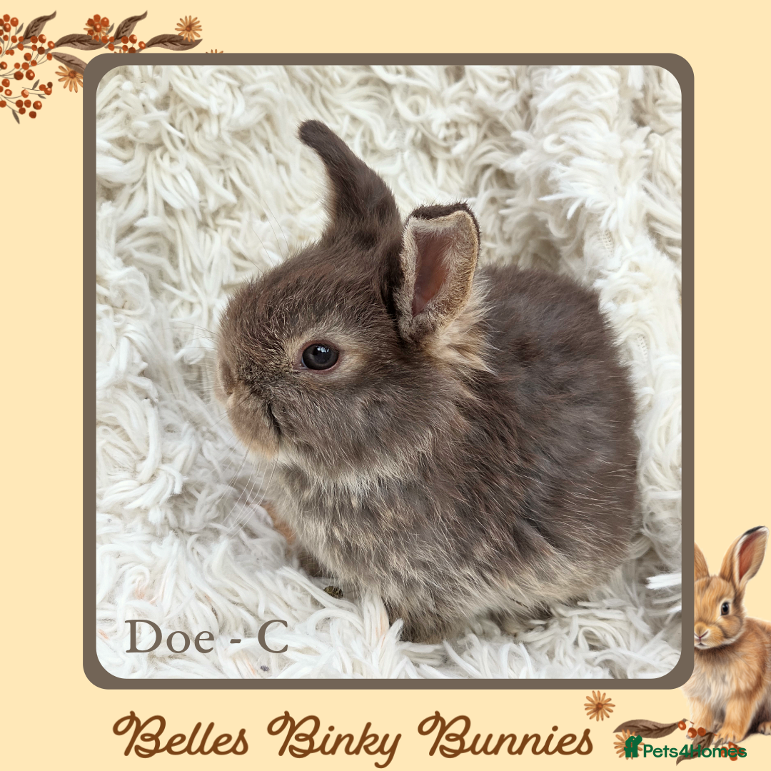 Mini Lop rabbits for sale: 🧡 SOLD 🧡 Baby Mini Lop 🧡 - Advert 3