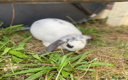 Mini Lop rabbits for sale: Marshmallow  - Image 3