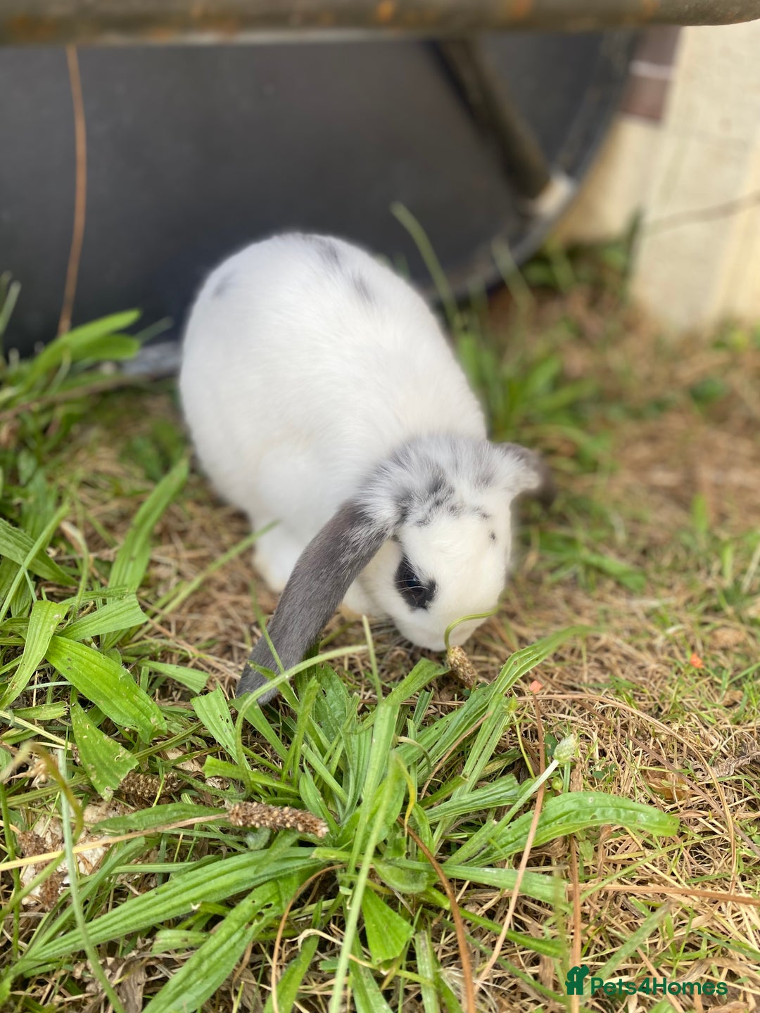 Mini Lop rabbits for sale: Marshmallow  - Image 3