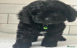 Cockapoo dogs for sale: Nobody chose me - Image 6