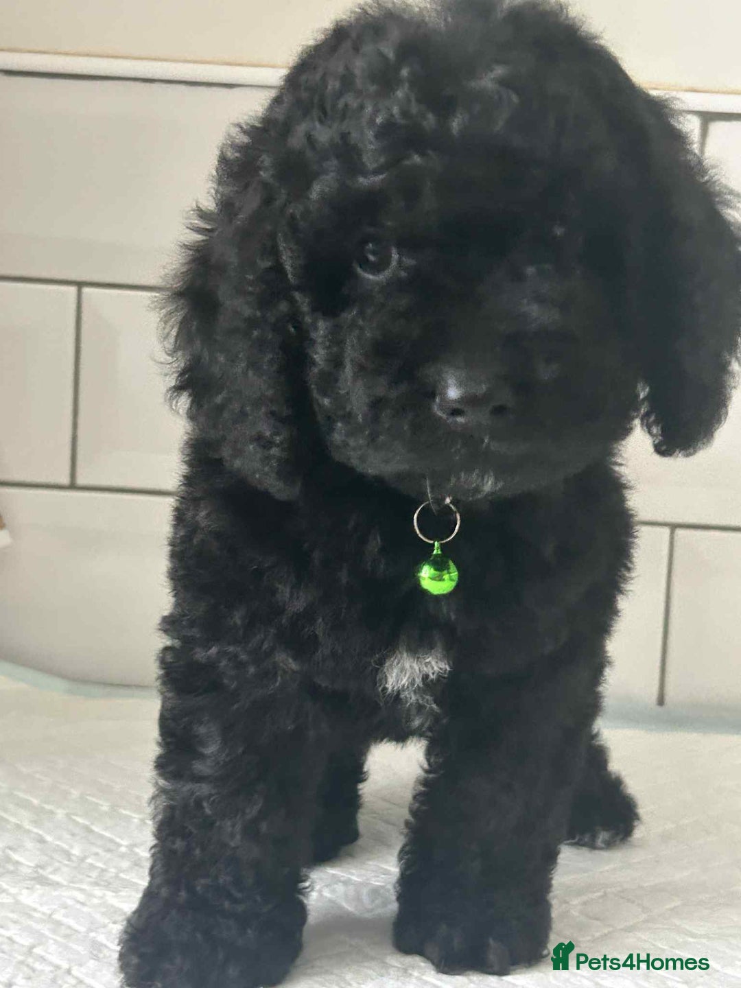 Cockapoo dogs for sale: Nobody chose me - Image 6