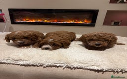 Cavapoo dogs for sale: Outstanding F1B Cavapoo puppies - Image 4