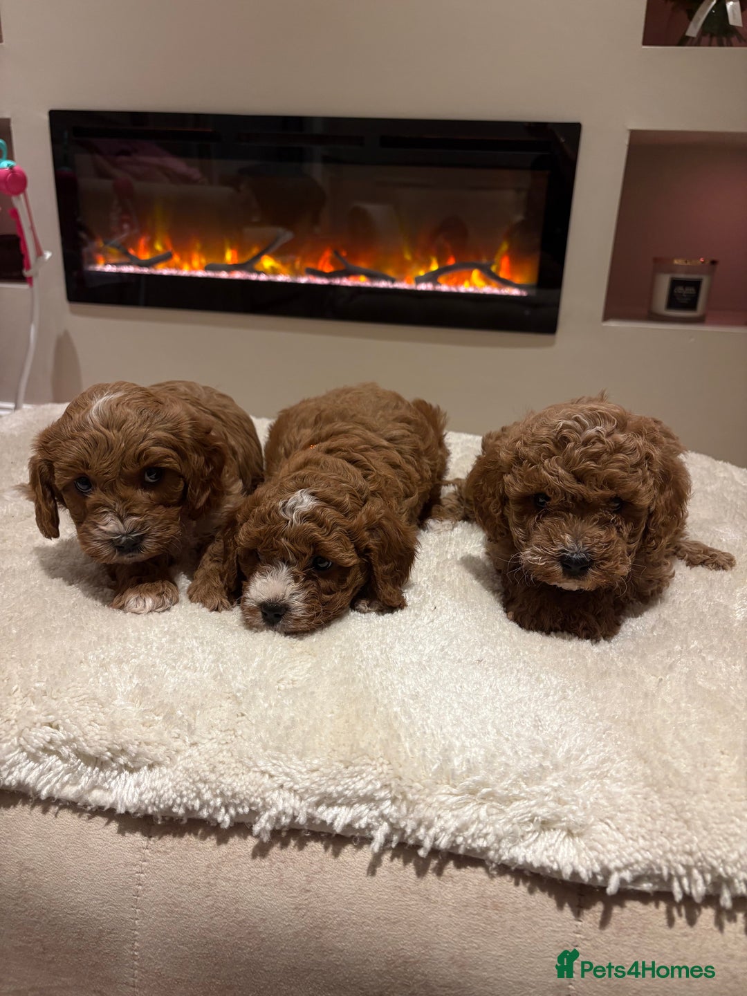 Cavapoo dogs for sale: Outstanding F1B Cavapoo puppies - Image 4