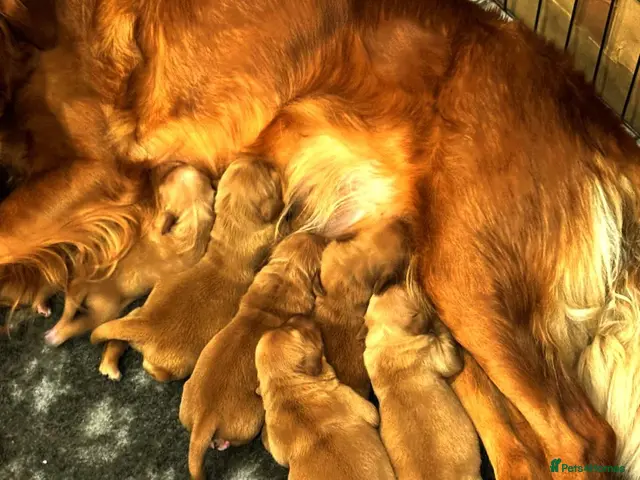 Golden Retriever dogs for sale: 🌟DNA clear, super dark, golden puppies 🌟 - Advert 1