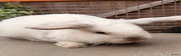 Mini Lop rabbits for sale: Mini Lop Girls - Advert 10