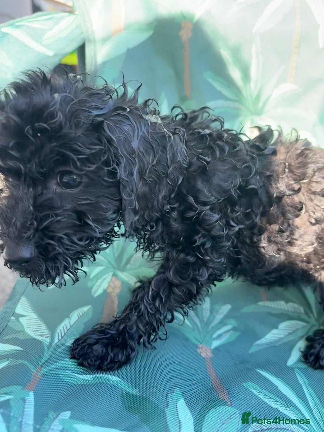 Cockapoo dogs for sale: Cockapoo puppies - Image 19