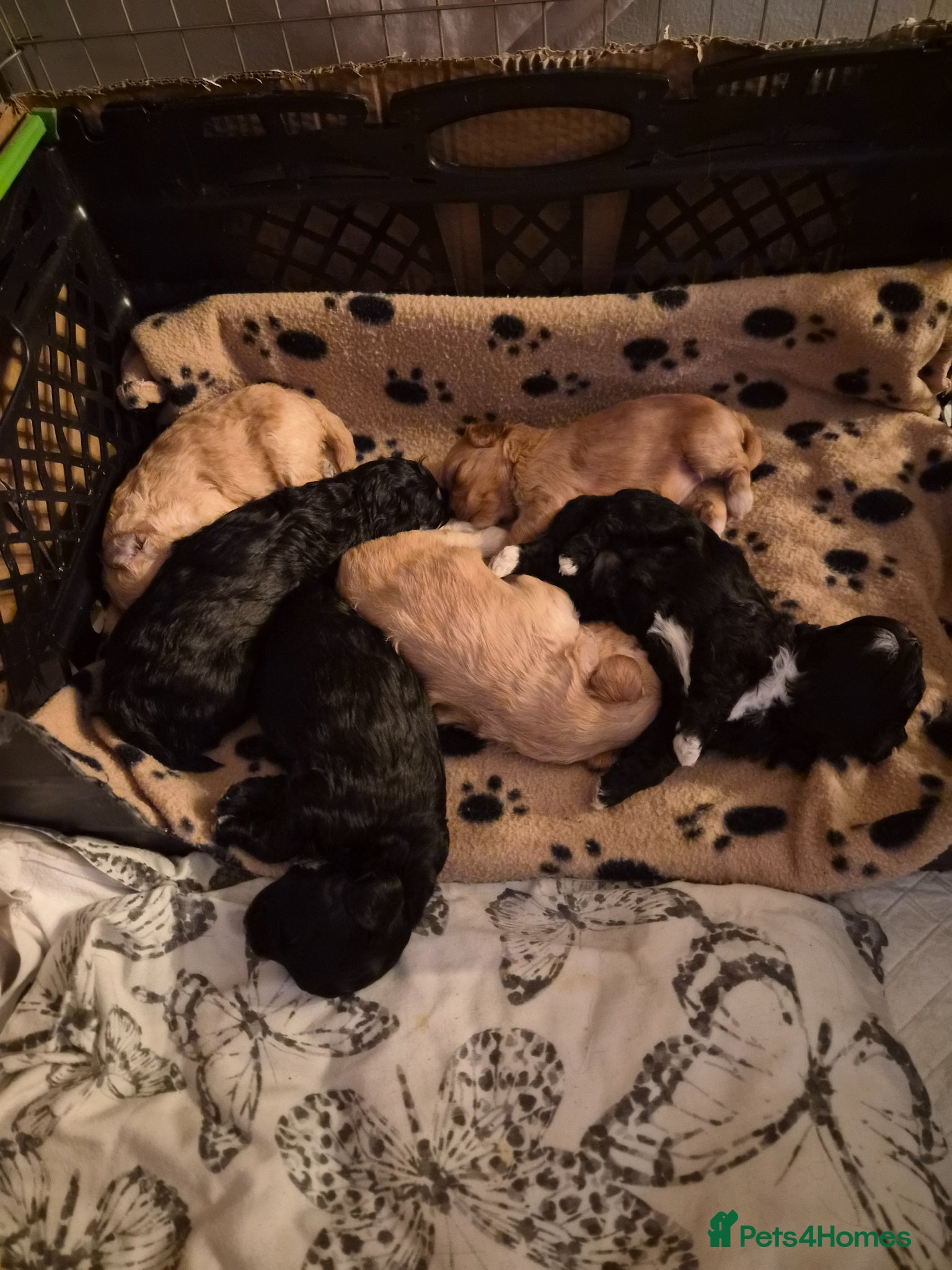 Mixed Breed dogs Gorgeous Litter of Shihpoo Furbabies  - Advert 1