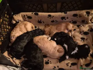 Mixed Breed dogs Gorgeous Litter of Shihpoo Furbabies - Advert 1