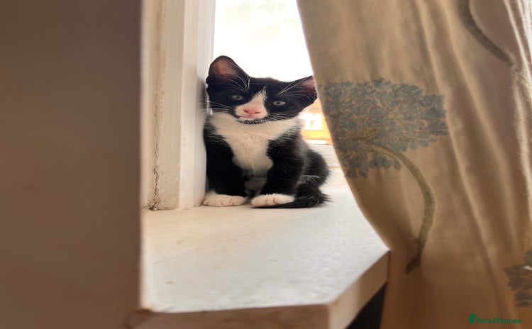 Mixed Breed cats - Advert 8