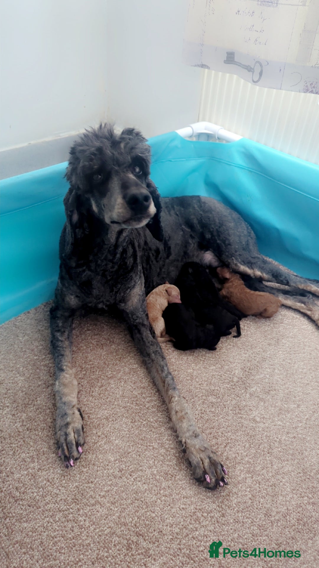 Miniature Poodle dogs for sale: Stunning Red & Phantom Miniature/Moyen Poodles - Image 28