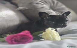 French Bulldog dogs for sale: French bulldog puppies  - Image 3
