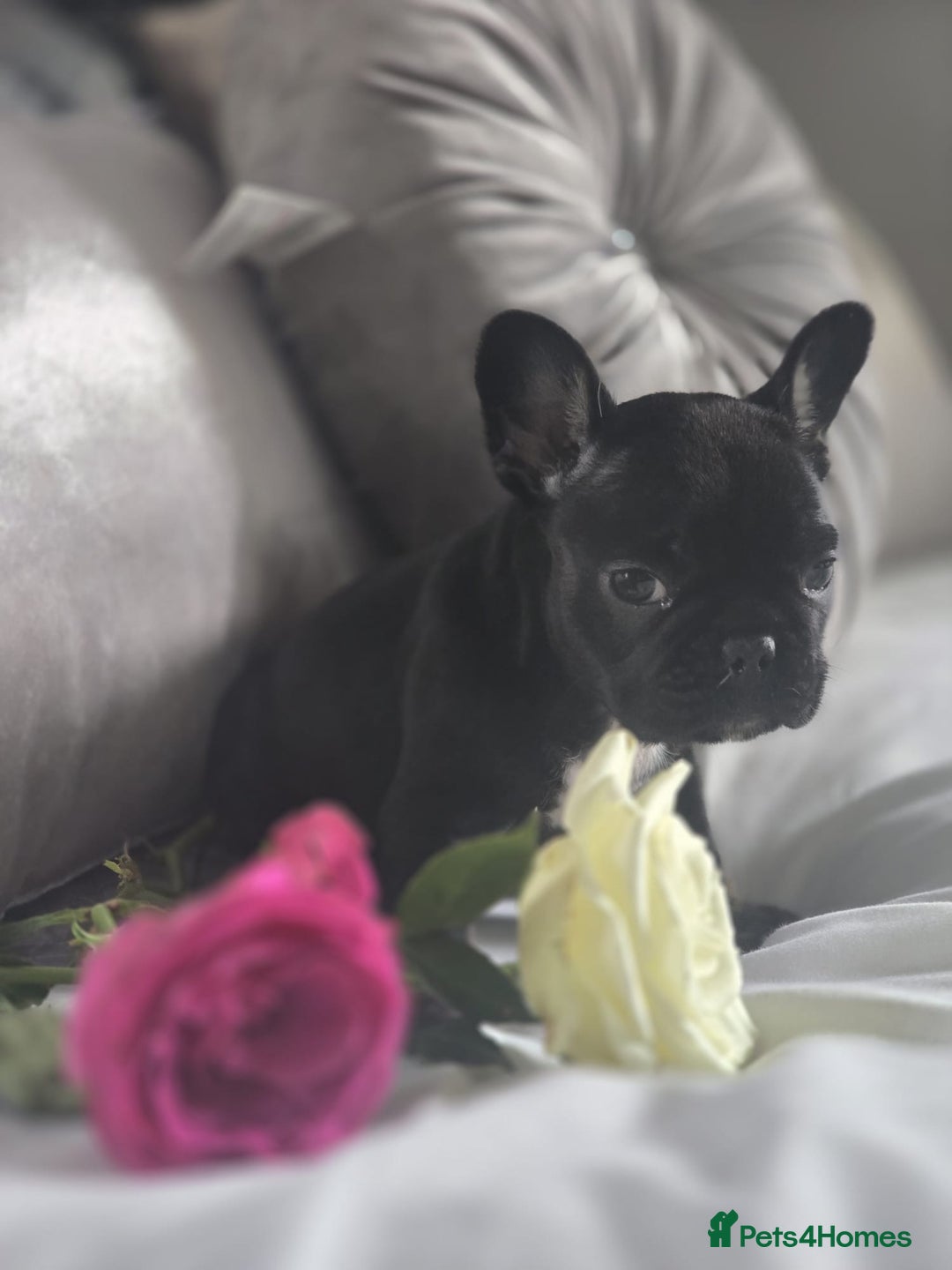 French Bulldog dogs for sale: French bulldog puppies  - Image 3