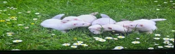 Ferret rodents for sale: Baby ferrets looking for forever homes🏡 - Advert 26