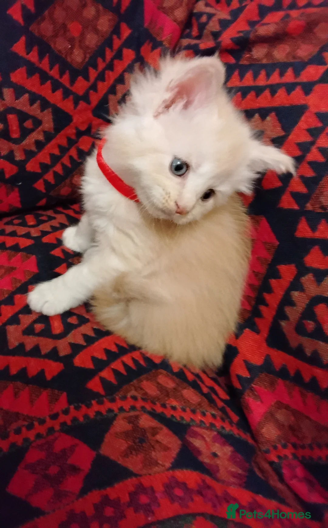 Maine Coon cats for sale: Exceptional Maine Coon kittens available - Advert 12