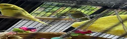Budgerigars birds for sale: Budgies pair and full setup in Wakefield - Advert 2