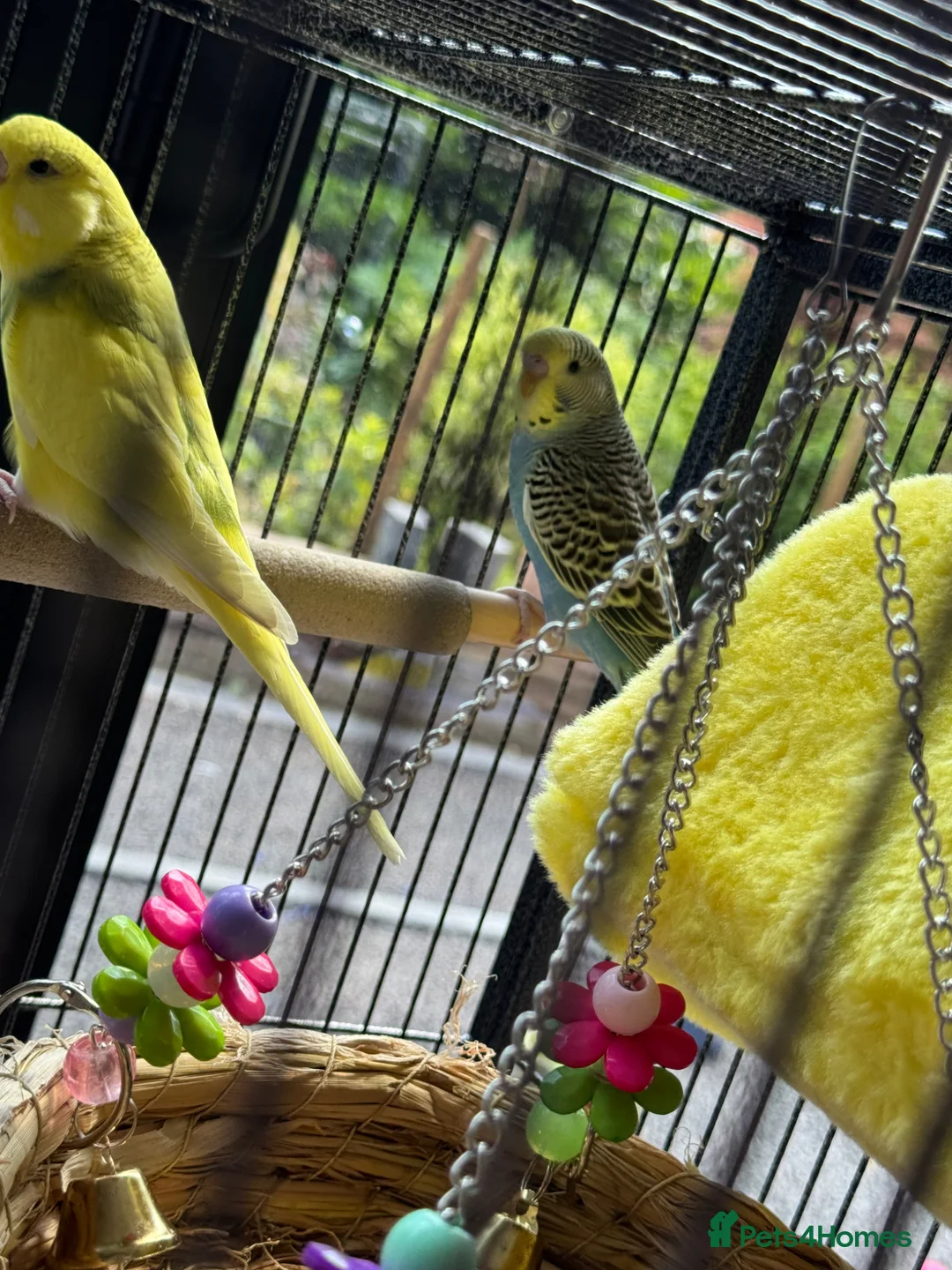Budgerigars birds for sale: Budgies pair and full setup in Wakefield - Advert 2