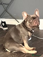 French Bulldog dogs - Advert 1