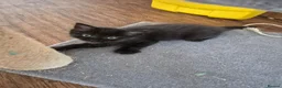 Mixed Breed cats for sale: 2 beautiful Kittens  - Advert 6
