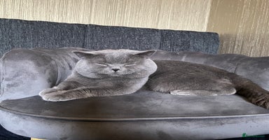 British Shorthair cats - Advert 16