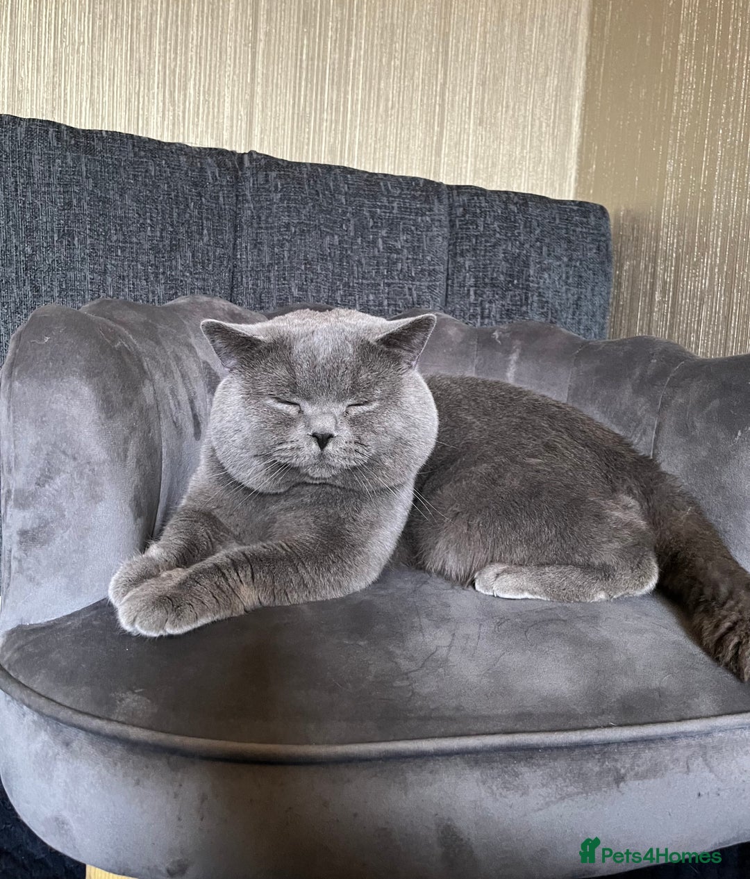 British Shorthair cats for sale: Our gorgeous boy  - Image 3
