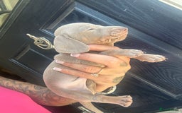 Dachshund dogs for sale: Miniature dachshund  - Advert 16