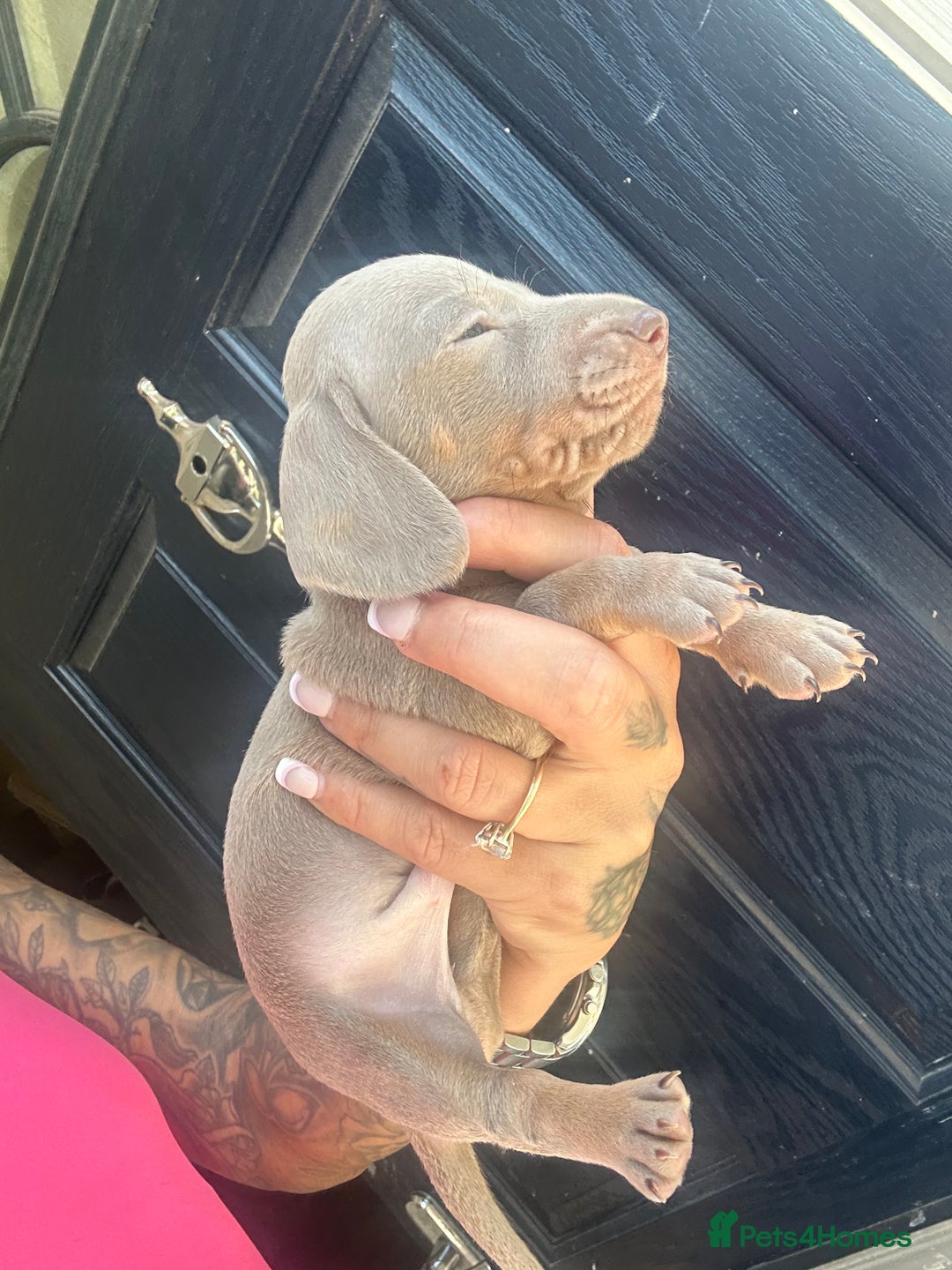 Dachshund dogs for sale: Miniature dachshund  - Advert 16