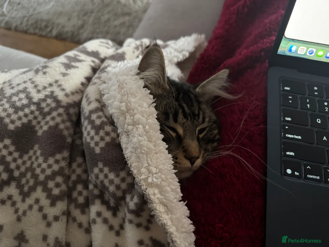 Maine Coon cats for sale: Rehome 2 year old Theodore  - Advert 2