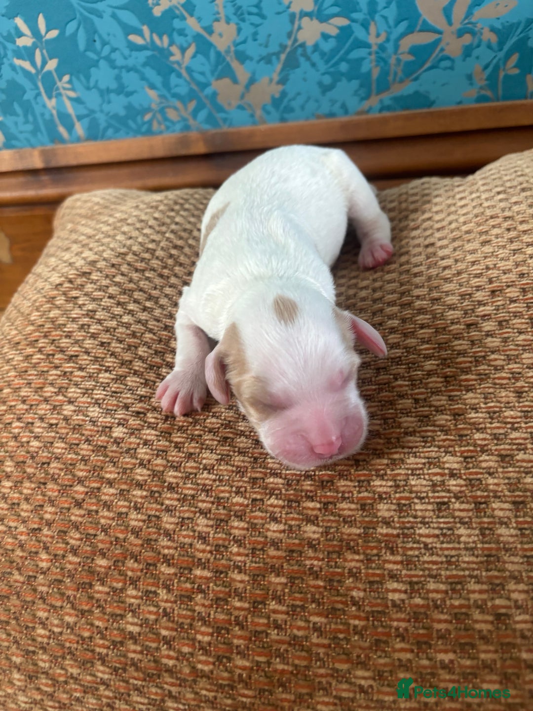 Cockapoo dogs for sale: 🐶Stunning cockerpoo puppies-just born  - Image 3