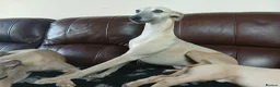 Whippet dogs for sale: High Quality Whippet pups Crufts in Bishop Auckland - Advert 4