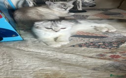 Scottish Fold cats for sale: Beautiful Scottish fold baby’s  in Reading - Image 24