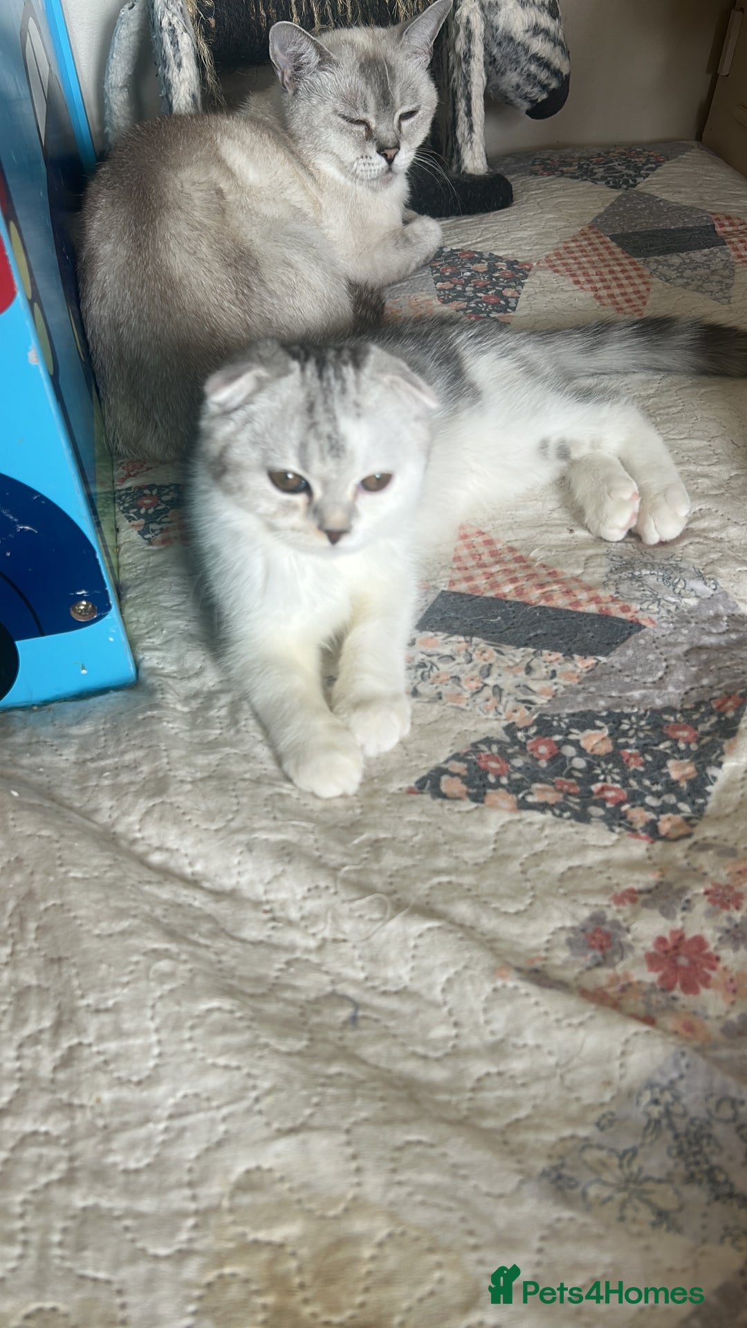 Scottish Fold cats for sale: Beautiful Scottish fold baby’s  in Reading - Image 24