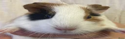 Guinea Pig rodents for sale: Baby Female Guinea Pigs For Sale  - Advert 7