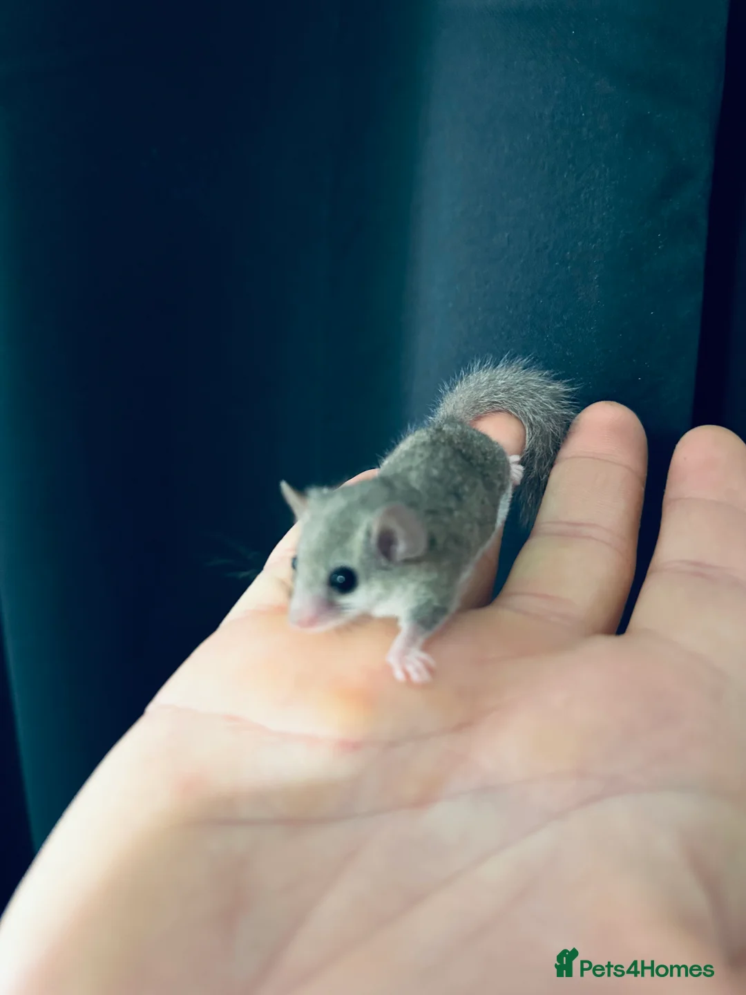 Mouse rodents for sale: African Pygmy Doormice  - Advert 2