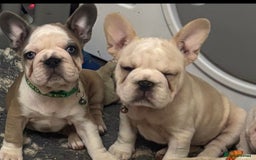 French Bulldog dogs for sale:  French bulldogs  - Advert 1