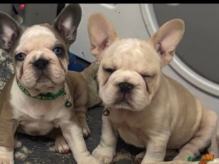 French Bulldog dogs French bulldogs - Advert 10