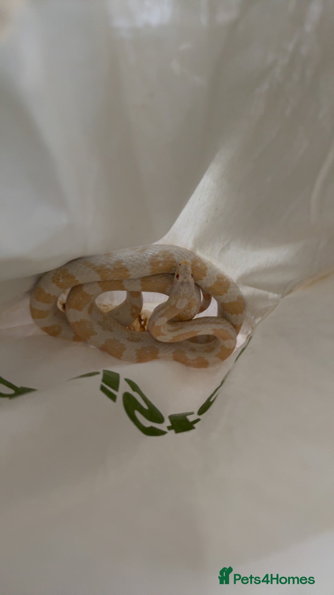 Corn Snake reptiles for sale: Snow Corn snake  - Advert 5