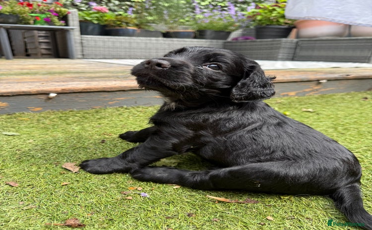 Sprocker dogs - Advert 16